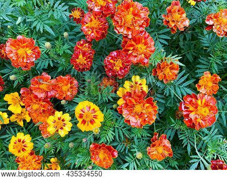 Background Of Beautiful Flowers Of Marigolds Erect (tagetes Erecta). Red Flowers Of Tagetes Erecta