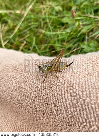 Green Grasshopper Or Common Grasshopper Tettigonia Viridissima Close Up
