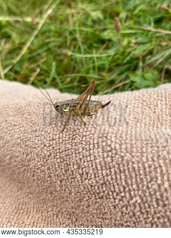Green Grasshopper Or Common Grasshopper Tettigonia Viridissima Close Up