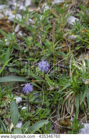 Blooming Globularia Nudicaulis. Blue Alpine Flowers In The Summer. Julian Alps. Slovenia.