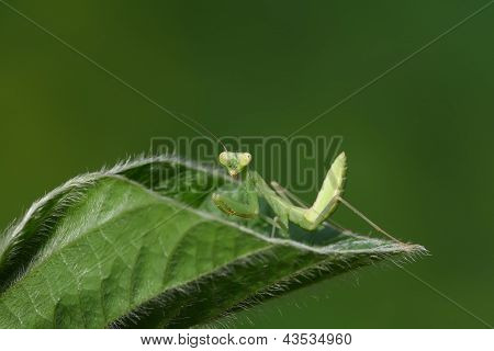 Mantis