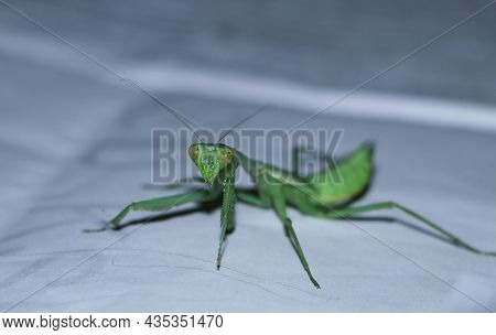 A Green, Giant, African Bush Praying Mantis Standing On A Sheet Of White Paper And Looking At The Ca