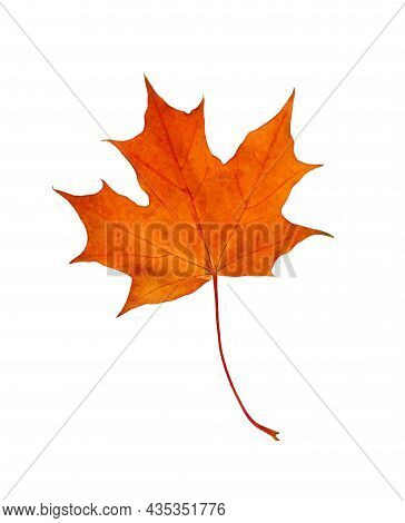 Closeup Of Rorange Autumn Maple Leaf Isolated On White