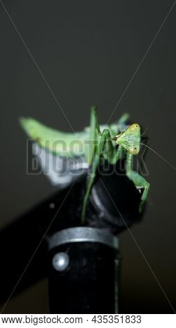 Photo Of A Giant, Green, African Bush Praying Mantis Standing On Top Of A Black Metal Stand And Obse