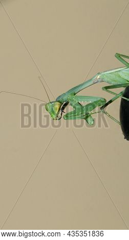 Photo Taken With A Flash Of A Green, Giant, African Bush Praying Mantis Leaning Out From The Edge Of