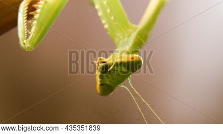 Macro Photography Of The Head Of A Green, Giant, African Bush Praying Mantis Looking At The Camera W