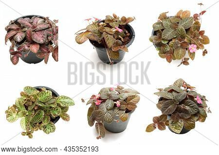 Episcia Cupreata House Plants Isolated On White Background