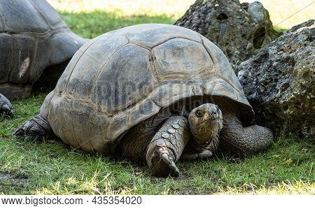 Aldabra Giant Tortoise, Curieuse Marine National Park, Curieuse Island, Seychelles
