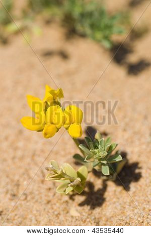 Creta Trefoil