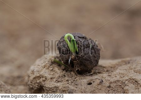 Plants Sprouting From A Seedball. Seed Bombs On Dry Soil. Guerrilla Gardening Concept