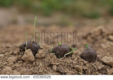 Guerrilla Gardening. Plants Sprouting From A Seedball. Seed Bombs On Dry Soil
