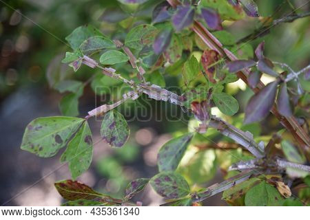 Winged Spindle Wings. Celastraceae Deciduous Shrub With Cork Wings And Wonderful Autumn Foliage.