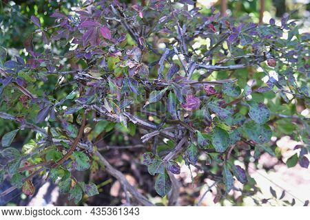 Winged Spindle Wings. Celastraceae Deciduous Shrub With Cork Wings And Wonderful Autumn Foliage.