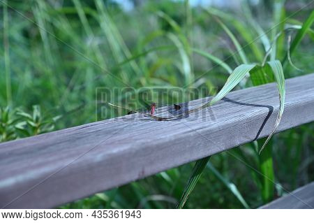 The Red Dragonfly Sitting On The Railing