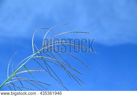 The Reeds Shaking In The Wind Under The Blue Sky