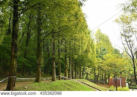 The Tall Trees Lined Up In The Park