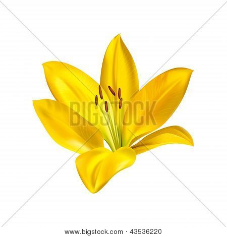 Lily flower