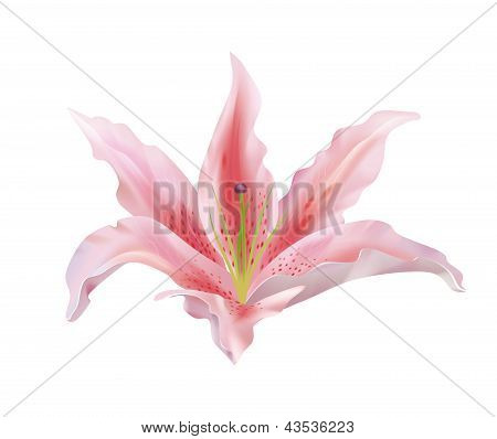 Lily flower