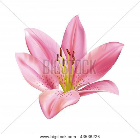 Lily flower