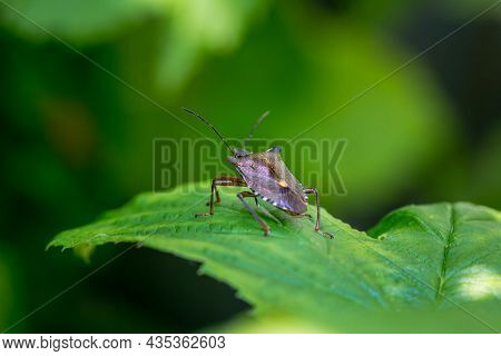 Forest Bug Or Red-legged Shieldbug, Pentatoma Rufipes