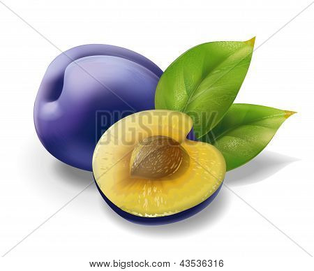 Plum illustration