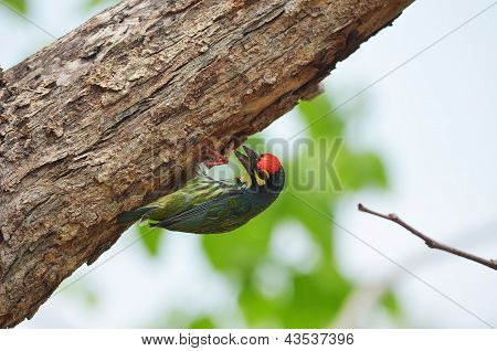 Calderero Barbet encaramado en un árbol