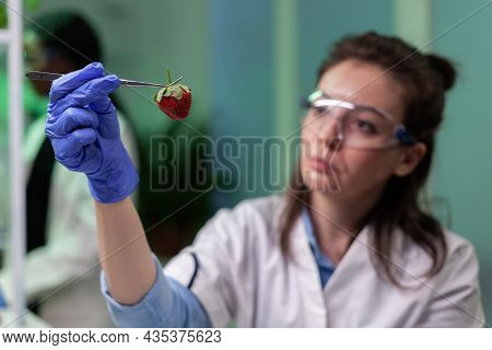 Biologist Woman Doctor Holding Organic Strawberry Working At Gmo Experiment In Pharmaceutical Hospit