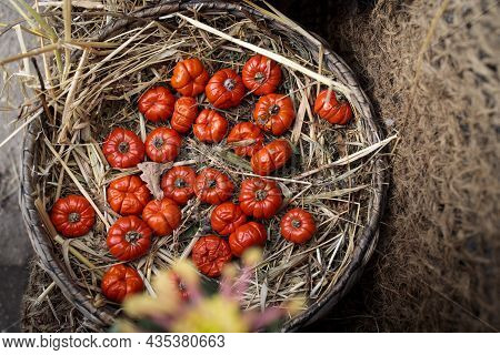 Solanum Aethiopicum In A Wicker Basket Decorate The Windowsill