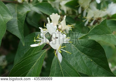 Closeup Of White Flowers Of Lonicera Maackii In Mid May