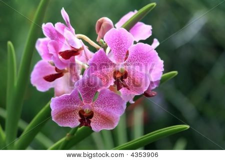 Vanda orchidea