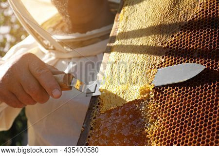 Senior Beekeeper Uncapping Honeycomb Frame With Knife Outdoors, Closeup