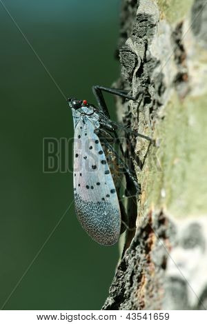 Fulgoroidea insekter