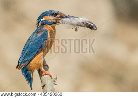 Common Kingfisher In The Danube Delta, Romania