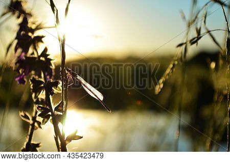 Insect Dragonfly On A Plant Sitting Against The Sun
