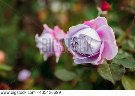 Lavender Purple Rose Novalis Blooms In Summer Garden. Close Up Of Flower. Kordes German Selection