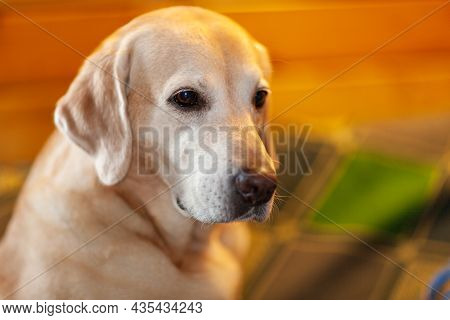 Young Yellow Happy Labradors In The Park On A Warm Autumn Day