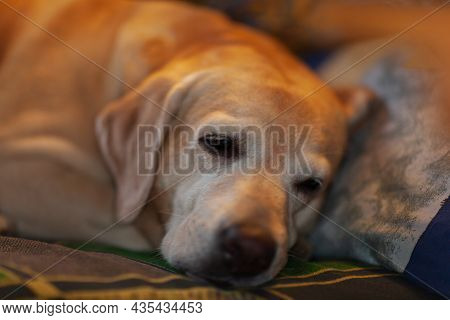 Young Yellow Happy Labradors In The Park On A Warm Autumn Day