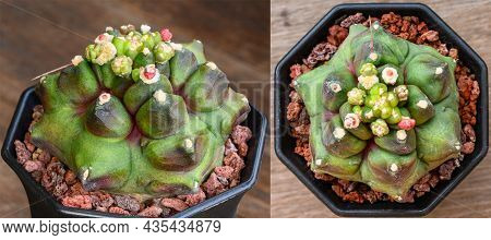 Green Tone, Gymnocalycium Mihanovichii Is A Type Of Cactus Or Succulents Tree That Is Bred From Thai