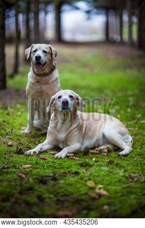 Young Yellow Happy Labradors In The Park On A Warm Autumn Day