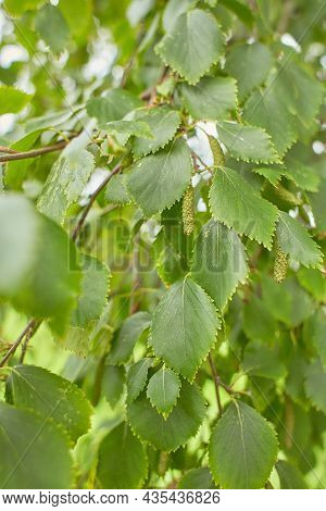 Branches Of Birch In Autumn Time. Dsf