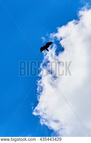 Dark Bird Like A Turkey Vulture Or Crow Against A Blue Sky And White Cloud Day