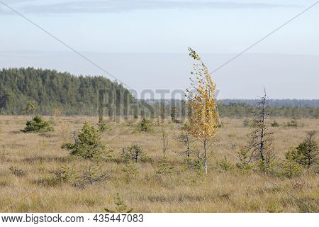 View From The Sestroretsk Swamp Ecotrope, On Dry Grass And Low Small Trees Growing In The Swamp. Wil