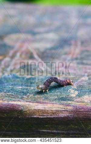Inch Worm Up Close On Surface Of Colorful Wood Planks