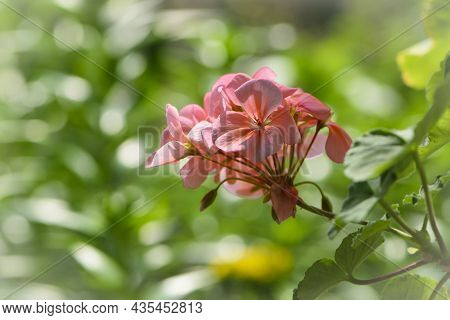 Geranium. Small Pale Pink Flowers. Floral Background. Pink Flowers Of Homegrown Violets In A Pot. Bo