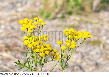 Tanacetum Vulgare Close Up Top View. Summer Day