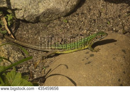 The Western Green Lizard (lacerta Bilineata) In Zoo.