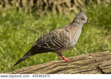 The Crested Pigeon (ocyphaps Lophotes) In Zoo.