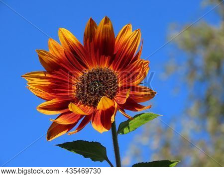 Orange Sunflower Close Up From Little Becka Variety On A Background Of Bright Blue Sky