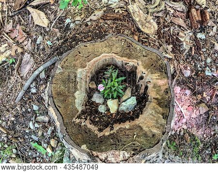 Flower Growing In A Broken Tree