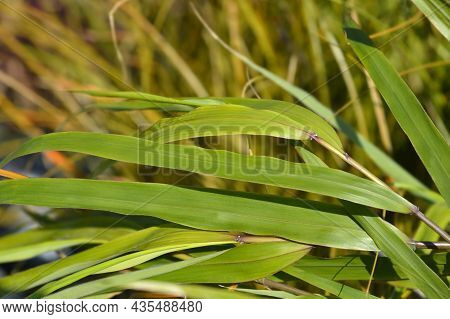 Hakone Grass Leaves - Latin Name - Hakonechloa Macra